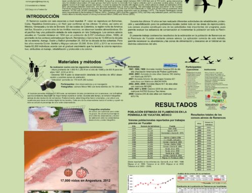 Resultados de los censos aéreos de Flamenco del Caribe entre 1997 y 2013 en Yucatán.