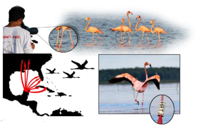 anillamiento flamencos