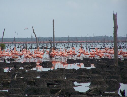 Dinámica temporal, uso de hábitat y patrón de actividad diurno del flamenco (Phoenicopterus ruber) en tres hábitats del refugio de fauna Río Máximo, Cuba