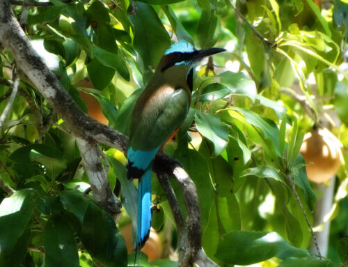 Reporte Técnico Bioblitz Diciembre 2019