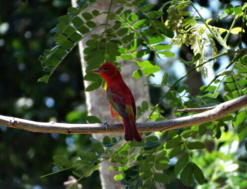 Reporte Técnico Bioblitz Marzo 2019